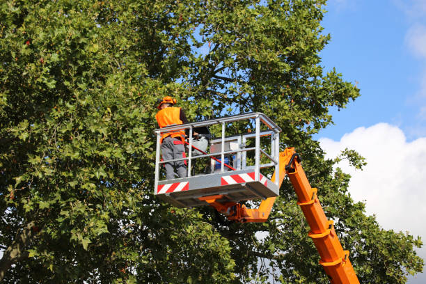 Tree Root Removal